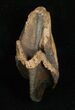 Huge, Unworn Triceratops Tooth - #5711-4